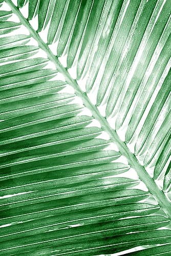 Tropical 2 Nature Print