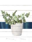 Pots 1 Botanical Print