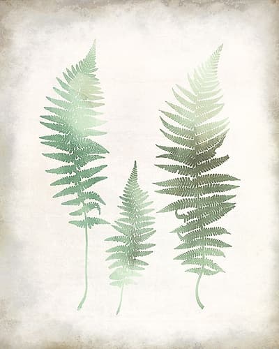 Watercolor Fern 1 Vintage Nature Print