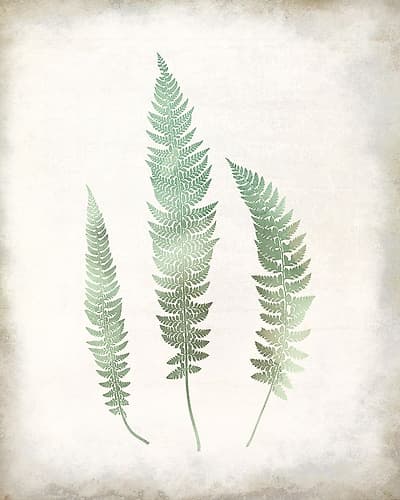 Watercolor Fern 3 Vintage Nature Print