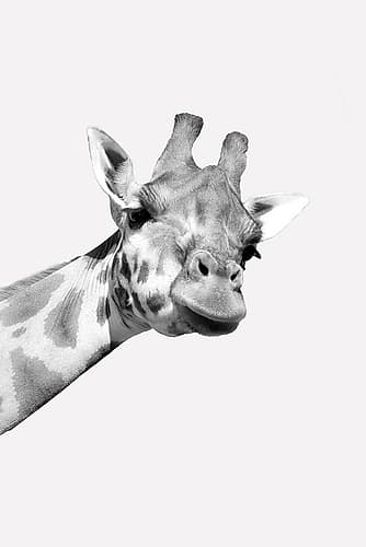 Quirky Giraffes 1 Photography Print