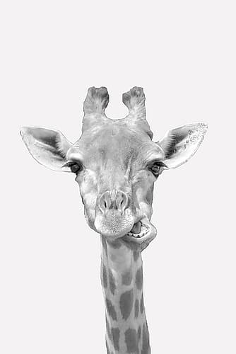 Quirky Giraffes 2 Art Print