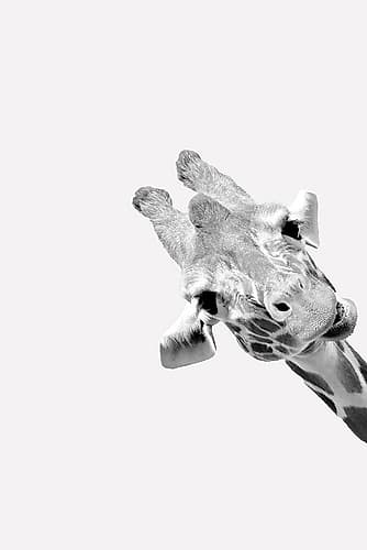 Quirky Giraffes 3 Photography Print