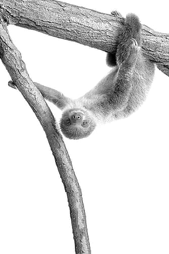 Baby Sloth 1 Photography Print