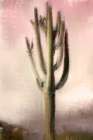 Cacti Art Print