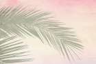 Palm Art Print