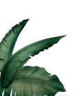 Palms 1 Botanical Print