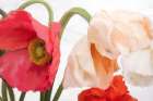 Poppies Art Print