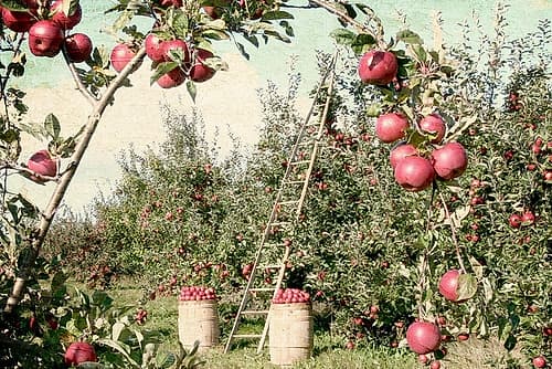 Apple Orchard Art Print by Kimberly Allen