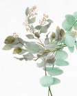Eucalyptus 1 Botanical Print