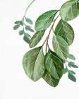 Greens 1 Botanical Print