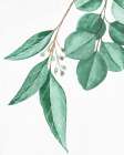 Greens 4 Botanical Print