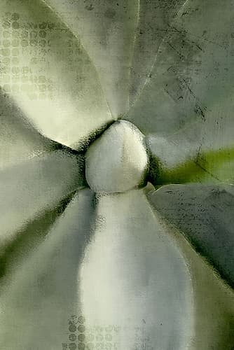 Agave Center Art Print by Kimberly Allen