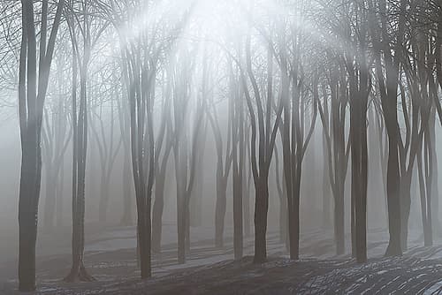 Sunlight Landscape Print