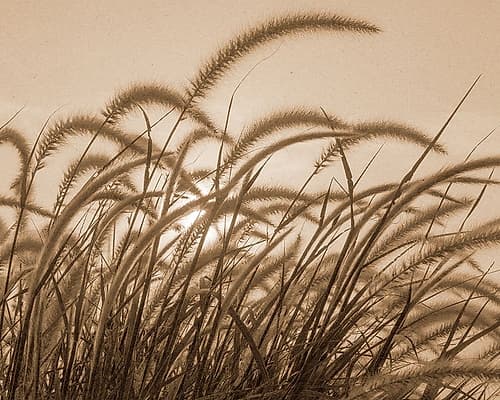 Reeds Art Print