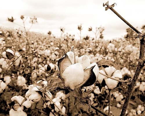 Cotton Fields Art Print
