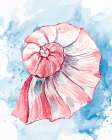 Coast Shell Pastel 2 Art Print