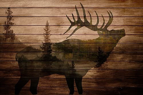 Elk Woods Leisure Print