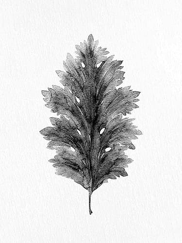 Acanthus Leaf 1 Art Print by Kimberly Allen