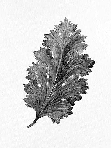 Acanthus Leaf 2 Art Print by Kimberly Allen