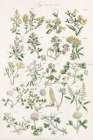 Wildflower Field Guide Art Print