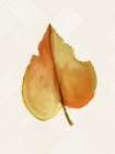 Fall Leaves 3 Botanical Print