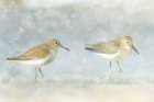 Sandpiper Beach Art Print