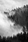 Misty Forest Morning Art Print