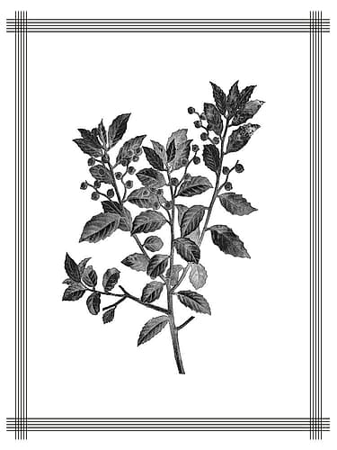 Pressed 2 Nature Print