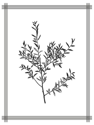 Pressed 3 Nature Print