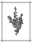 Pressed 4 Art Print