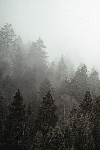 Mist 1 Nature Print