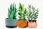 Potted Plants Botanical Print