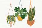 Three Botanical Print