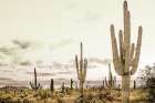 Desert Art Print