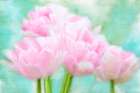 Pretty Pink Art Print