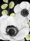 Anemone On Black 1 Art Print