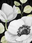 Anemone On Black 2 Art Print