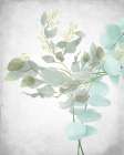 Eucalyptus and Leaves 1 Art Print