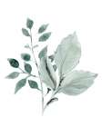 Foliage Greens 1 Botanical Print