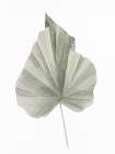 Soft Green 1 Botanical Print