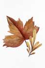 Watercolor Fall 1 Art Print