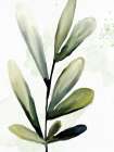 Greenery 2 Botanical Print