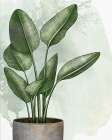 House Plant 1 Botanical Print