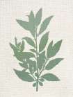 Linen Branches 1 Botanical Print