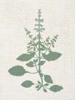 Linen Branches 3 Botanical Print