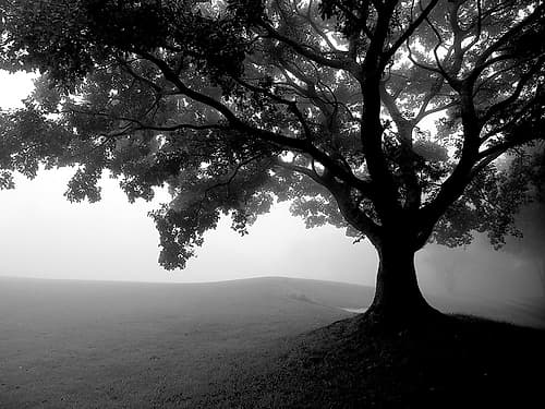 Early Morning Fog Landscape Print