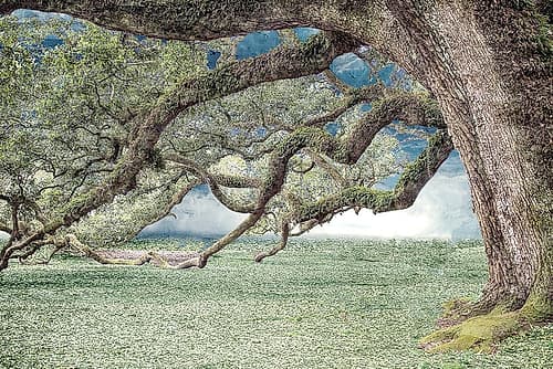 Under the Branches Landscape Print