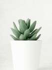 Succulent Photo 1 Still Life Print
