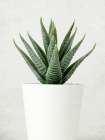 Succulent Photo 2 Still Life Print
